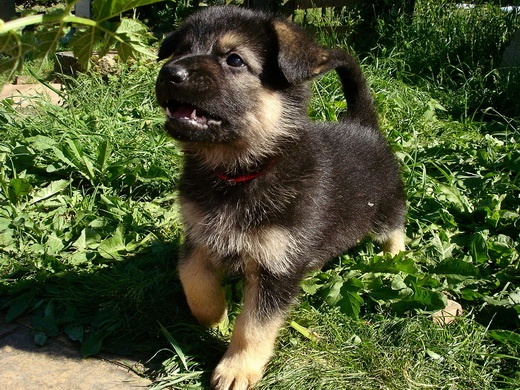 Bambou X Skippy, chiots Berger Allemand à La Vallée des Secrets ! - Page 9 7a58b192-31d7-77f4-5dd6-2ac4a0afc8fb