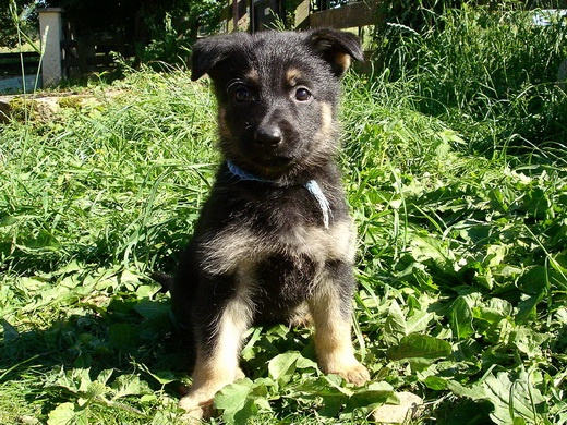 Bambou X Skippy, chiots Berger Allemand à La Vallée des Secrets ! - Page 9 A26232c7-df9f-5204-fd8e-0306b9094181