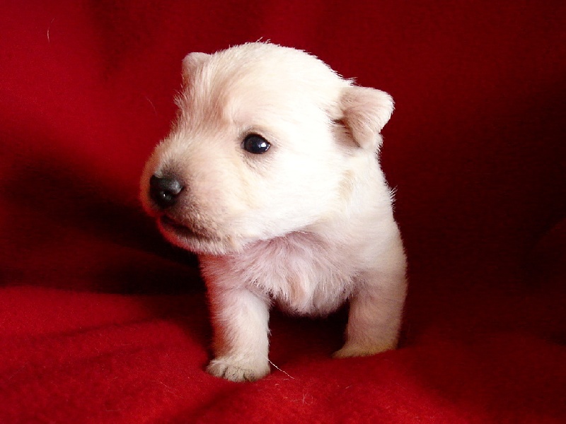 Chiots Westies à la Vallée des Secrets, ils sont nés !!! - Page 6 Aa68960c-e165-d5d4-7584-d4f4fbdfe0cd