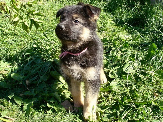 Bambou X Skippy, chiots Berger Allemand à La Vallée des Secrets ! - Page 9 Bffd7e4a-26a4-3be4-6528-2ee33946fb0c