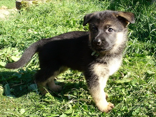 Bambou X Skippy, chiots Berger Allemand à La Vallée des Secrets ! - Page 9 Cad25fb4-54a7-7974-d950-836d5d57646f