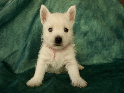 Chiots Westies à la Vallée des Secrets, ils sont nés !!! - Page 8 D5b59896-035e-be64-2d4b-930148189d74