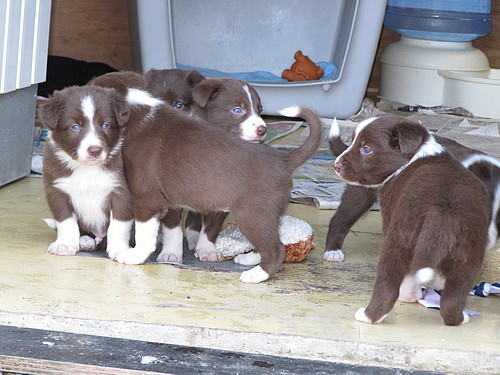 Des chiots Borders Collies 8a7d08ad-6589-7e74-7917-990657c092fc