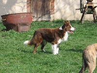 Des chiots Borders Collies TN200_ecaedf0e-ad2a-5774-3d36-30a14b769e87