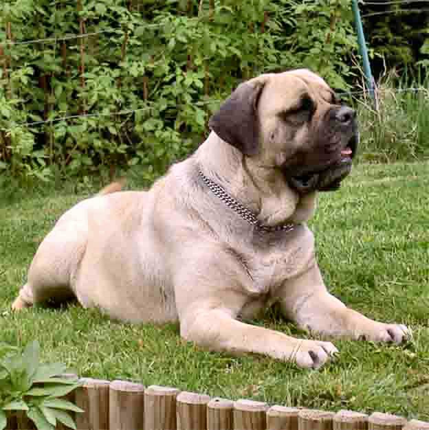 bbs chiens Mastiff%202