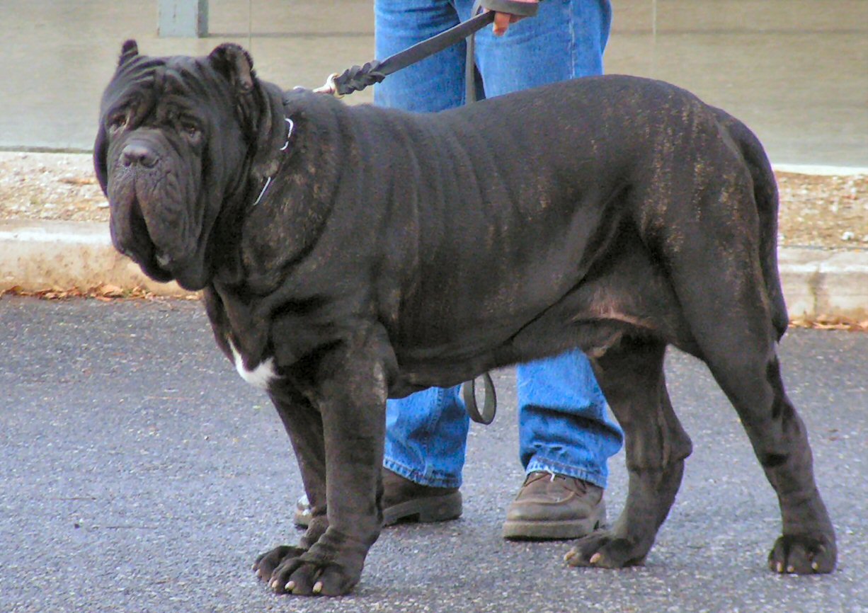 Chien peu connu Matin%20de%20Naples