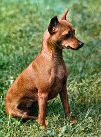 Jeu des photos Zwergpinscher