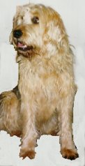 Jeu ABC : légumes Otterhound