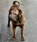 Aristote shar-pe Shar-pei