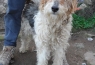 Milou, fox terrier 2 ans mâle - asso SOS décharge, Corse sud  20150220133816