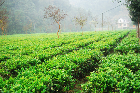 湖南华莱生物科技有限公司=基地风采 1-120R4151R1929