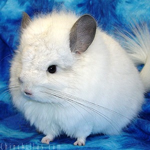 Animaux Royal-Persian-Angora-Chinch