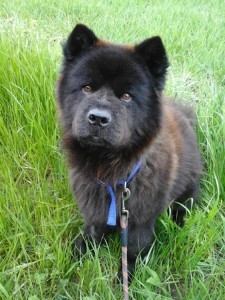 BAGGY Chow chow (m) 02/04/2006 REFU35 ADOPTE Baggy-11-3-225x300