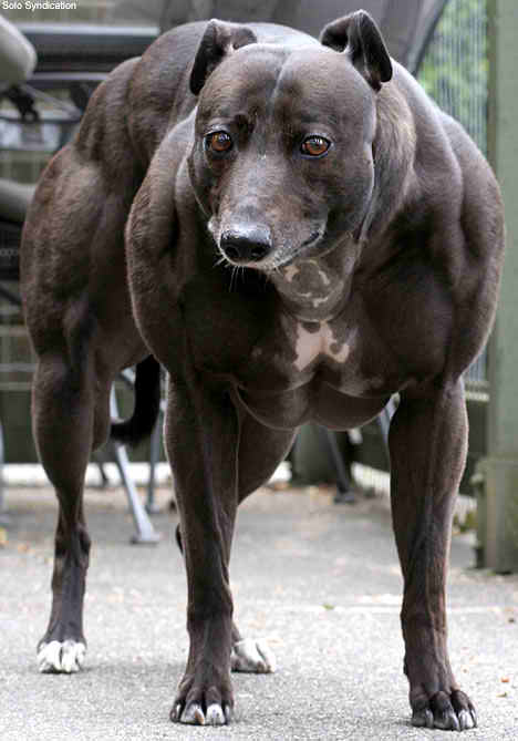 Il Cane cresciuto a steroidi... Wendy_dog