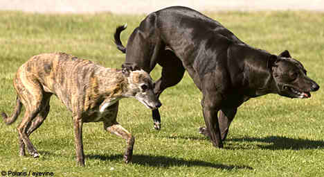 Il Cane cresciuto a steroidi... Whippet_wendy