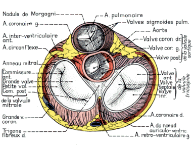 Ostium aortique Schcoupebase.trsp