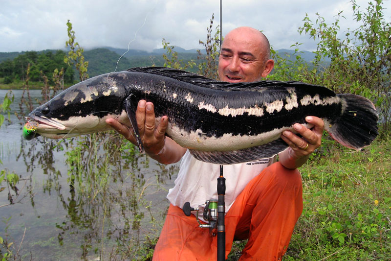 Όλα τα είδη Channa(Snakehead) με αναλυτικά προφίλ. Fishzilla_04