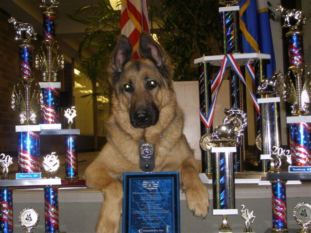 K-9 Major (Retired) MAJOR%20TROPHIES