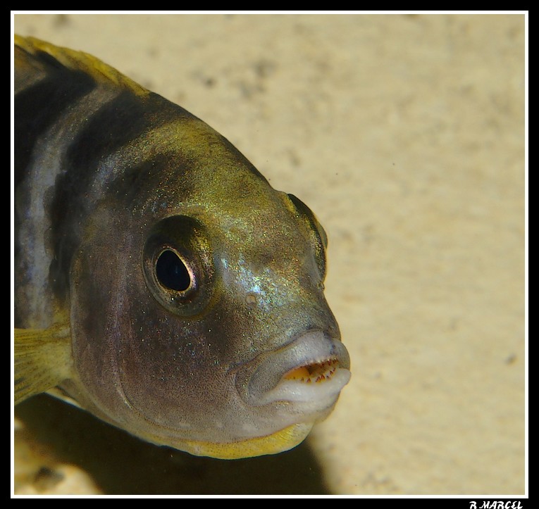 Labidochromis "sp perlmutt " Labiperlmuttincuboeuf1