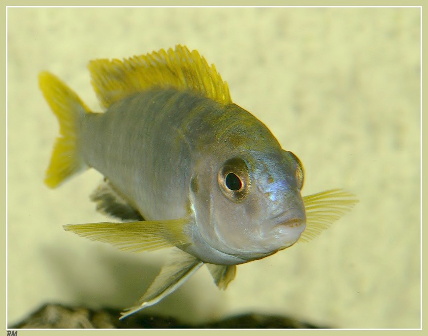 Labidochromis "sp perlmutt " Lperlmuttaouttete1_