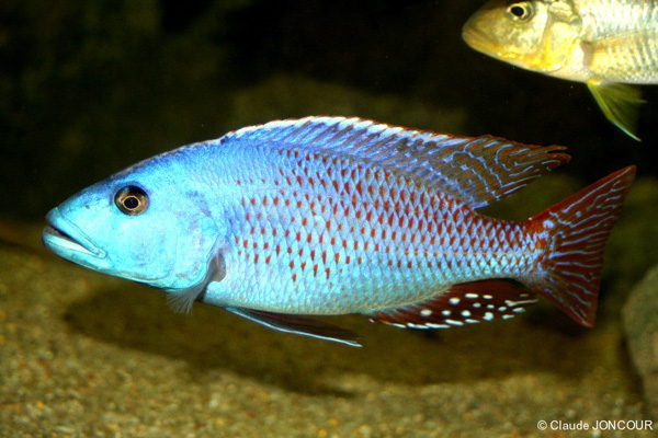 Nimbochromis fuscotaeniatus 61fusco-m