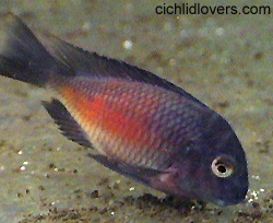 Tropheus moorii Red Sunspot T-m-nkonde