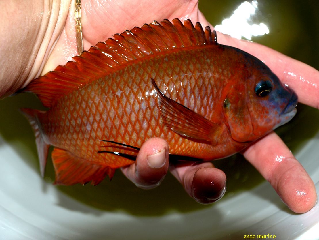 Fotos de hembra de Petrochromis sp.red Bulu Point con crías 200991711247_P9064764bis