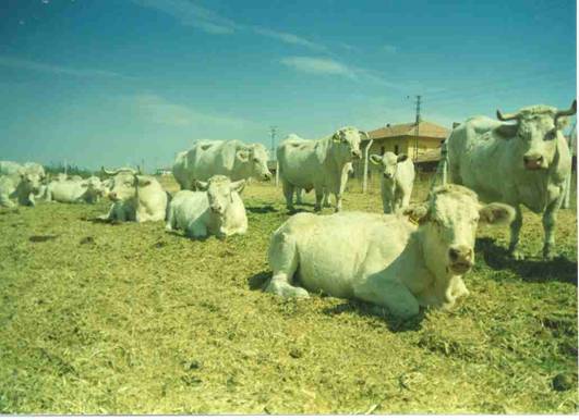 türkiyedeki sığır ırkları Sigircilik2_clip_image014
