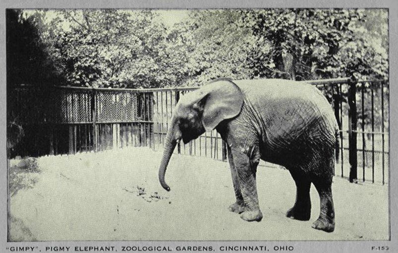 Eléphant pygmée / CONGO Elephant-new-1