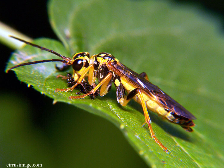 الذبابة المنشارية  Sawfly Sawfly_006