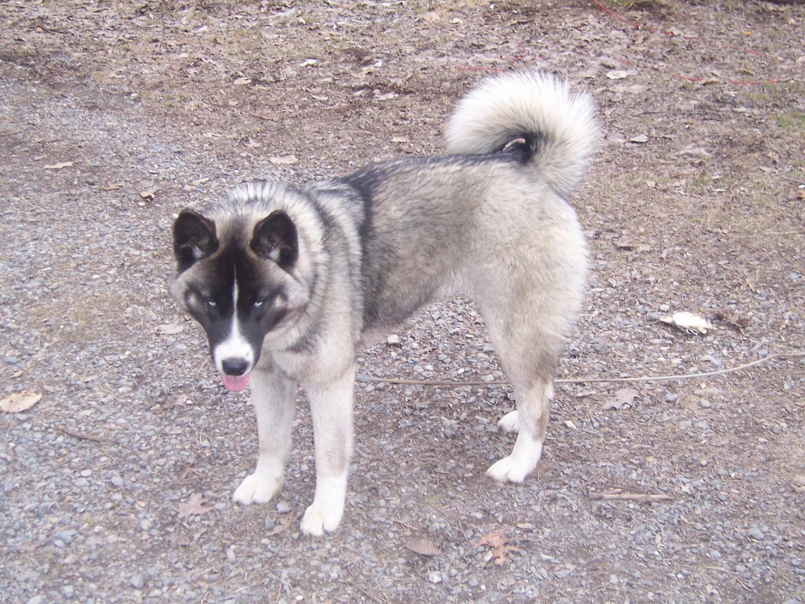 Is My Dog a Husky? 38809-akita-husky-puppy-pix-102_6474