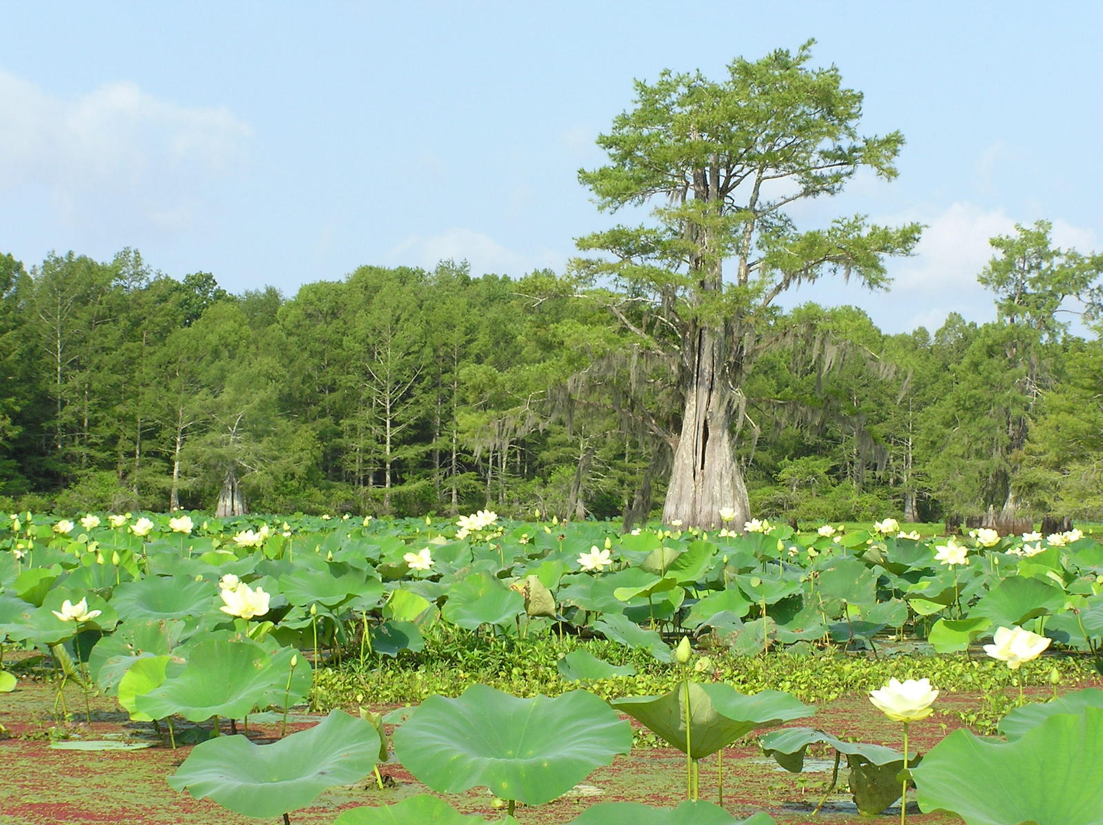 صور لويزيانا ~  20248-pix-louisiana-louisiana-099