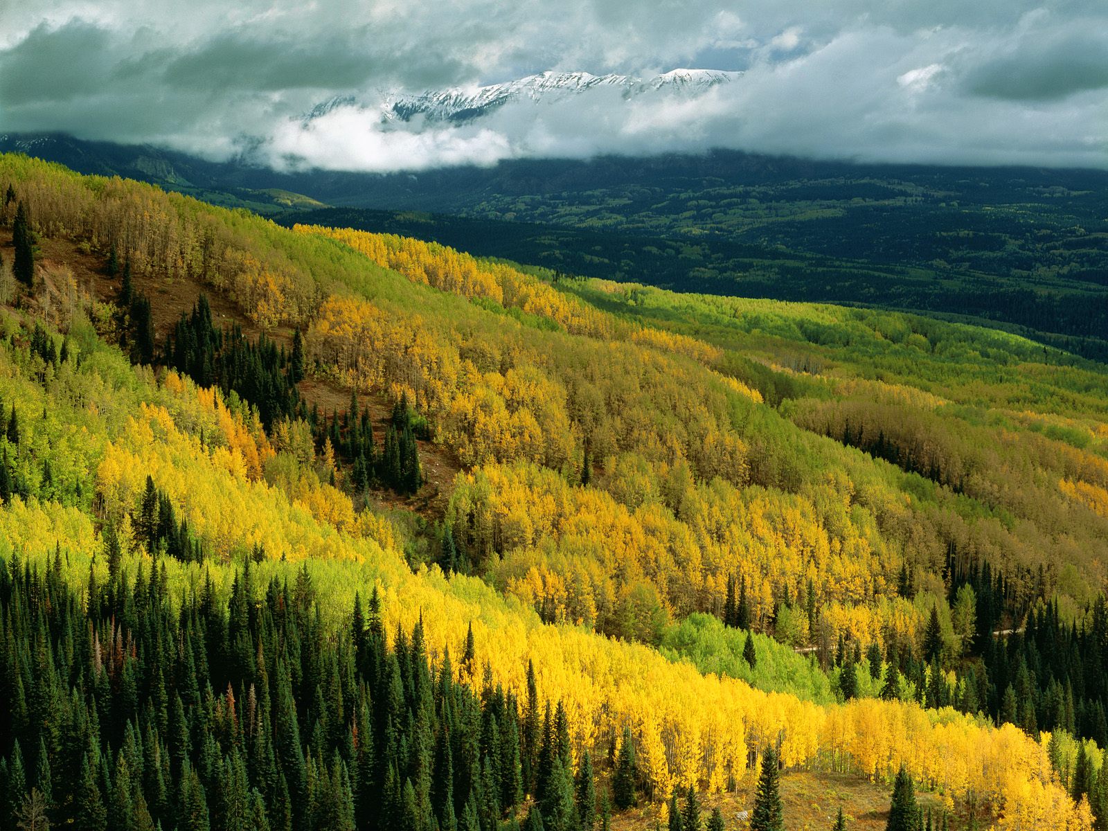 Гората                                    Aspen_Forest_in_Early_Fall_Ohio_Pass_Gunnison_National_Forest_Colorado