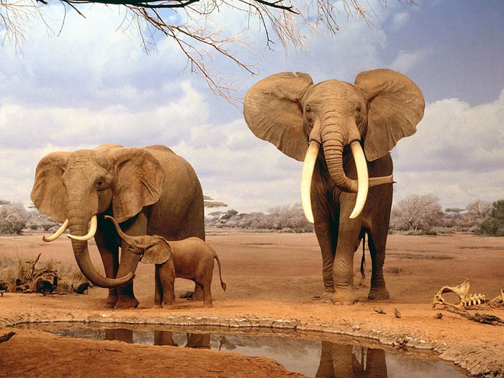 حقائق علميه مدهشه + صور . Family_Indian_Elephant