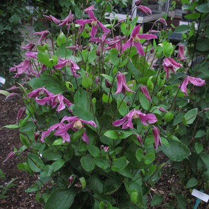 Semis de Clematis 726_int.pangbourne-pink3