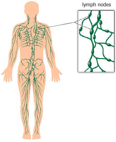 الجهاز المناعي Le système immunitaire  Lymphnodes