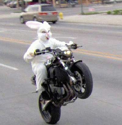 Best Of Rabbit Pics ! Easter-bunny-motorcycle