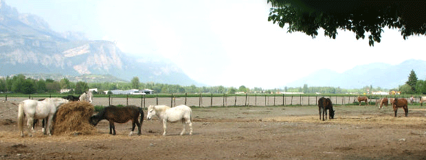 23 chevaux à sauver 1342-zoom