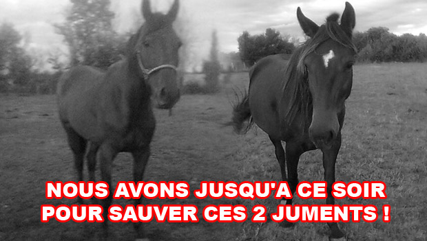 - ILS PARTENT A L'ABATTOIR DEMAIN : SAUVEZ-LES AUJOURD'HUI -  - Page 2 Bandeau_VINAKA