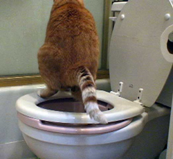 catnamesworldcup - Moggy Thread 3 - Page 2 250_Ben_pooping