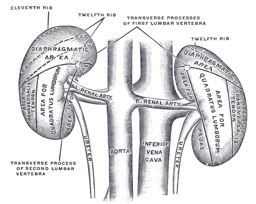 دول بعض صور الابدومن والبلفيس لسنه تانيه Kidney