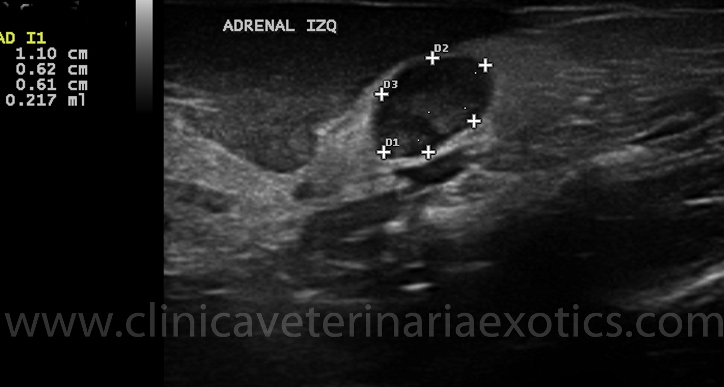 La castración en los hurones 2%20clnica%20veterinria%20extics%20veterinario%20hurones%20barcelona%20ecografa-3