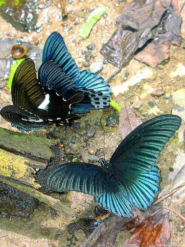 فراشات 2 Butterflies