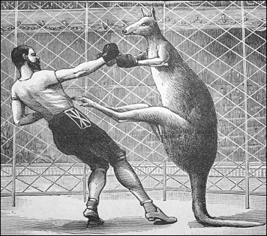 [Jeu] Association d'images - Page 9 Kangaroo_boxing