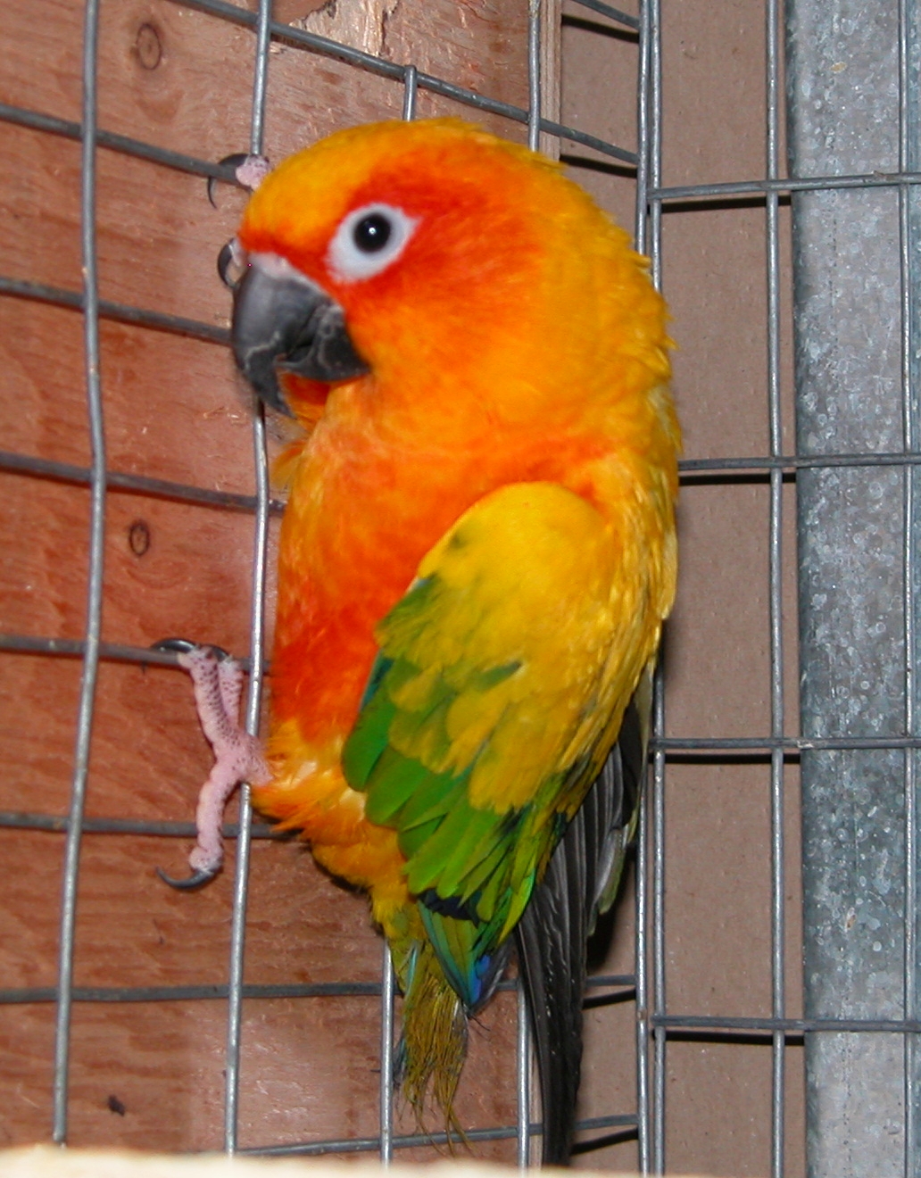 Sun Conure  SunConure