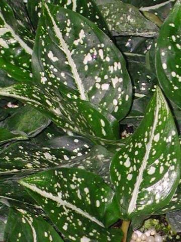 VƯỜN CÂY HOA ĐV I - Page 12 Aglaonema%20costatum