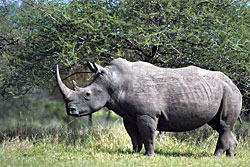 ¿Nueva especie de Rinoceronte? 0137_1