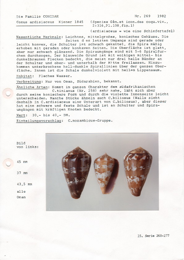 Conus (Chelyconus) purpurascens  GB Sowerby I, 1833 C.ardisiaceus