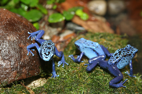 "Dendrómetro": Guía de vivarios, según la especie. Dendrobates-Azeurus