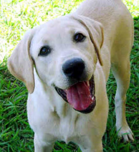 Shawn Booth's Home Labrador-retriever-0335-275x300